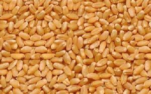 HI 1544 Wheat Seeds
