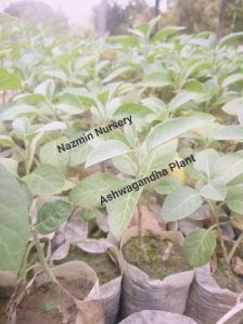 Ashwagandha Plant