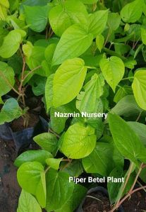 Piper Betel plant