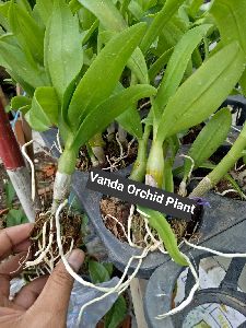 Vanda Orchid Plant