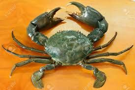 Mud Crab