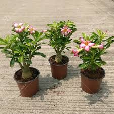 adenium bonsai plant