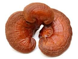 Ganoderma Mushroom