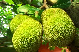 Fresh Jackfruit