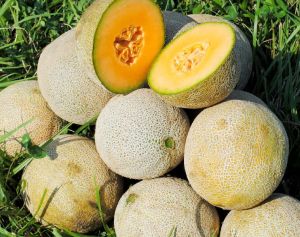 Fresh Muskmelon