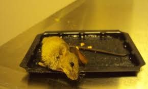 mouse glue trap