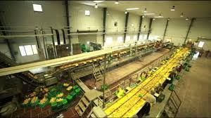 mango processing plant