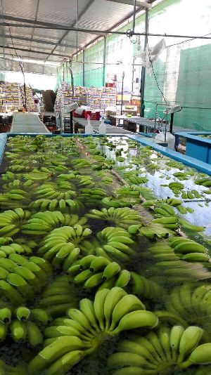 Fresh Banana