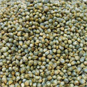 Bajra Seeds