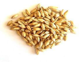 barley grain