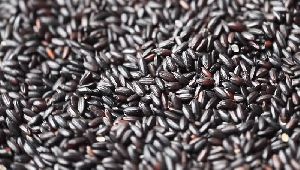 Black Non Basmati Rice