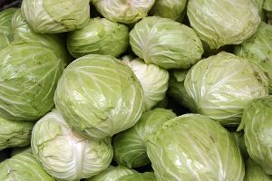 Fresh Cabbage