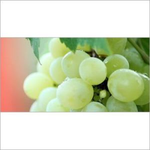 Farm Fresh Green Grapes