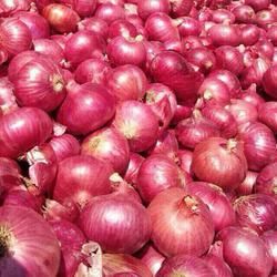 Fresh Red Onion