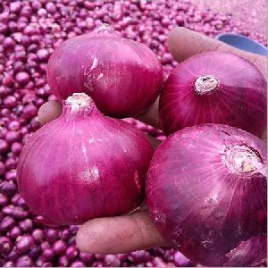 organic red onion