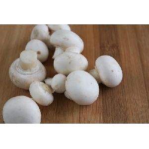 Button Mushroom