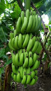 Green Banana