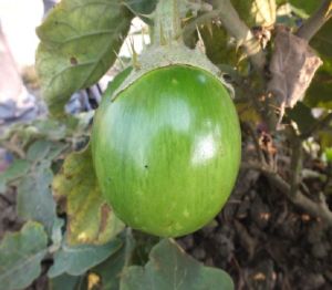 Fresh Brinjal