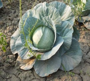 Fresh Cabbage