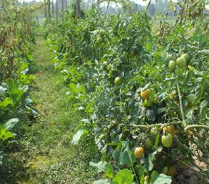 Fresh Green Tomato