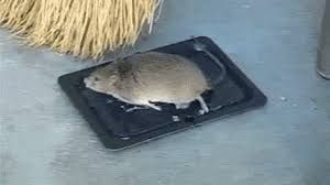 mouse glue trap