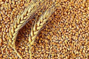 Organic Wheat grains