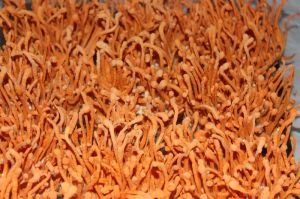 Cordyceps Militaris