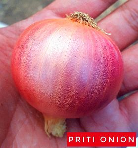 Pink Onion