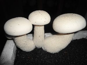 Milky Mushroom Spawn