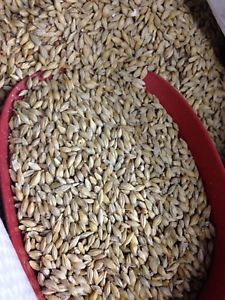 Barley Seeds