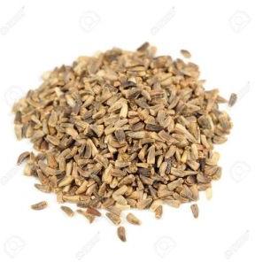 chicory seeds