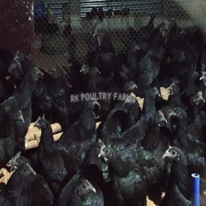 Kadaknath Chicken