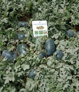 F1 Hybrid Icebox Watermelon Seeds