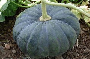 F1 Hybrid Pumpkin Seeds