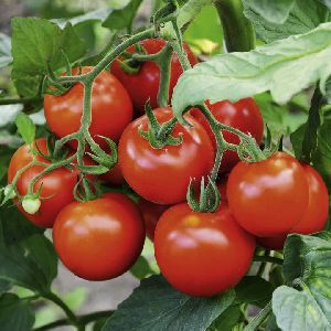 F1 Hybrid Tomato Seeds