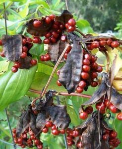 Gloriosa Superba Seeds