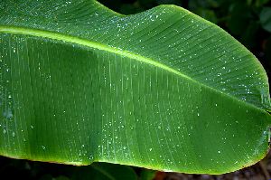 Fresh Banana Leaf