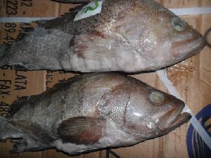 Argentinian Grouper