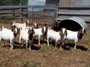 AUSTRALIAN BOER GOAT