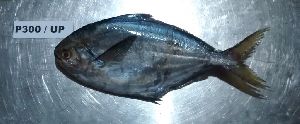 Butterfish