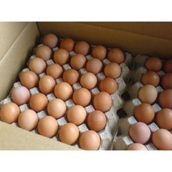 Chicken Eggs