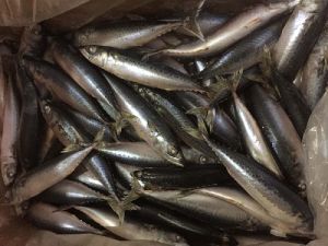 Mackerel Fish