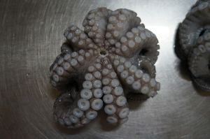 Octopus