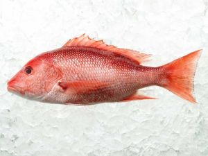 Red Snapper