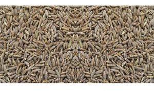 Natural Cumin Seeds