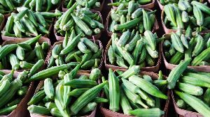 Fresh Okra