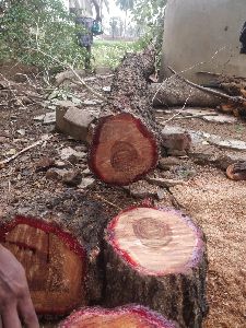 red sandal wood logs