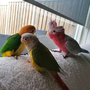 parrots and parrots eggs