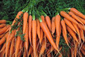 Fresh Carrot