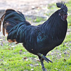 Kadaknath hen